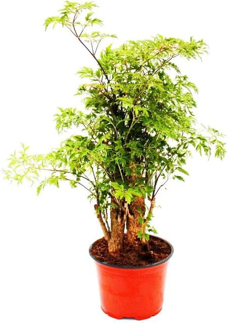 Exotenherz Fiederaralie Polyscias Fruticosa als pflegeleichte grüne Zimmerpflanze mit Stamm im 12 cm Topf - Bild 1