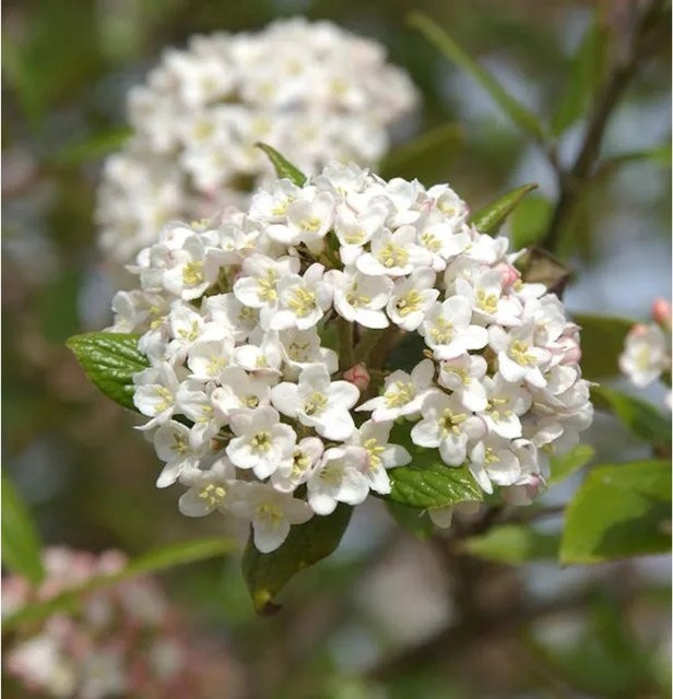 Osterschneeball Viburnum burkwoodii Nr-01.de weiß Zierstrauch Höhe: 100-125 cm - Bild 1