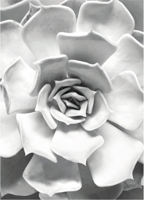 Komar Wandbild Succulent Closeup Paper Poster B: 30 cm, H: 40 cm - Bild 1