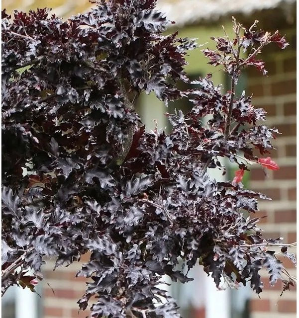 Hänge-Blutbuche Rohan Weeping Fagus sylvatica rot 30-40 cm von Nr-01.de - Bild 1
