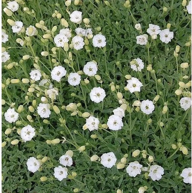 Meer Leimkraut Weißkehlchen Silene maritima als weißer Bodendecker für Naturgärten und Steingärten - Bild 1