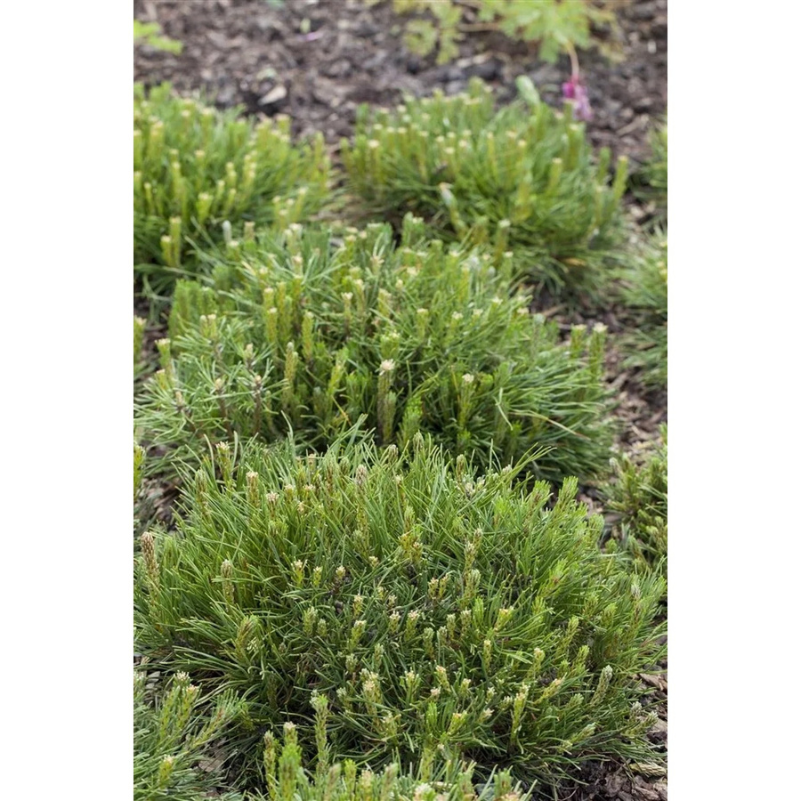 Pinus Mugo Mughus Bergkiefer Kompakt von Pflanzen für dich, Höhe: 20–25 cm - Bild 2