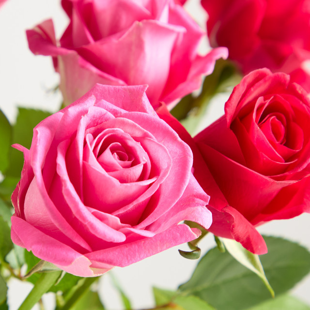 Blume2000 Fairtrade Rosen Pink - Bild 1