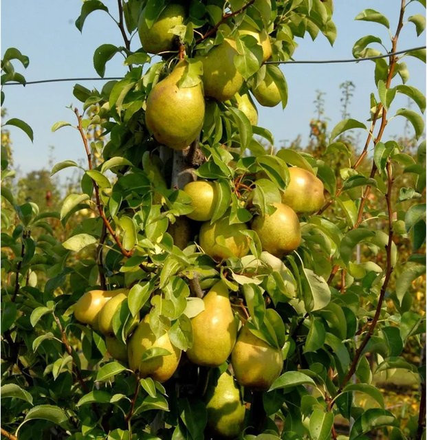 Williams Christbirne Pyrus communis Obstbaum von Nr-01.de - Bild 1