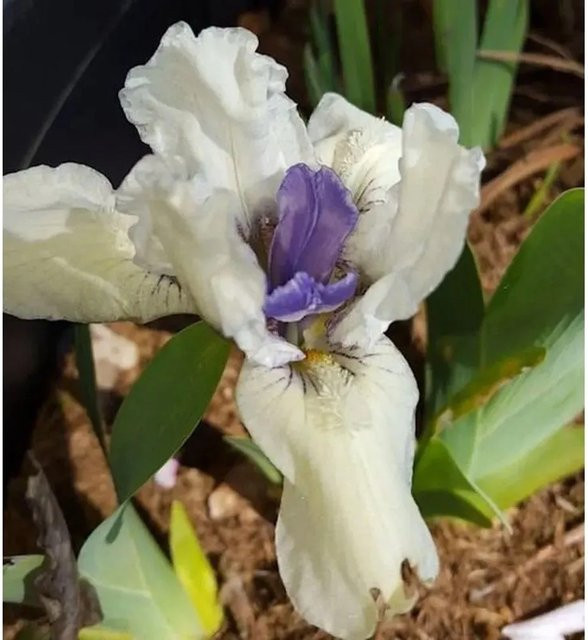 Zwergschwertlilie Blasierte Jungfer Iris barbata als mehrjährige Beetpflanze von Nr-01.de - Bild 1