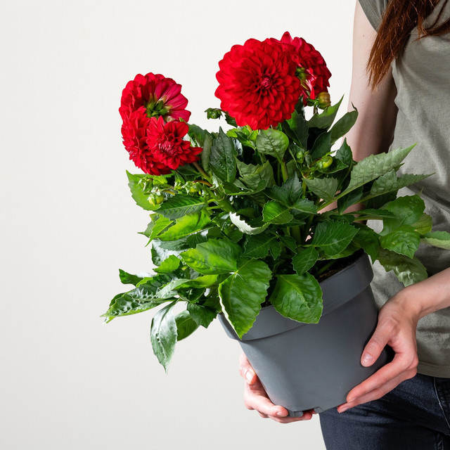 Rote Dahlie von BLUME2000 - Bild 1
