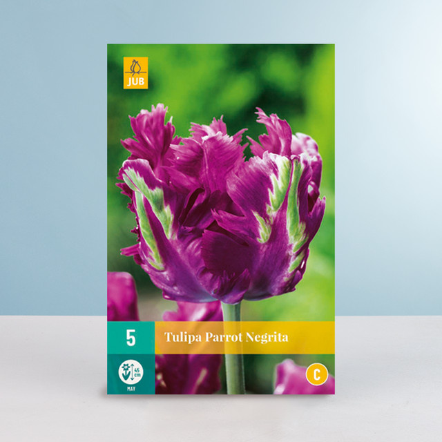 Papageien-Tulpe Parrot Negrita von BLUME2000 mit 5 Zwiebeln - Bild 1