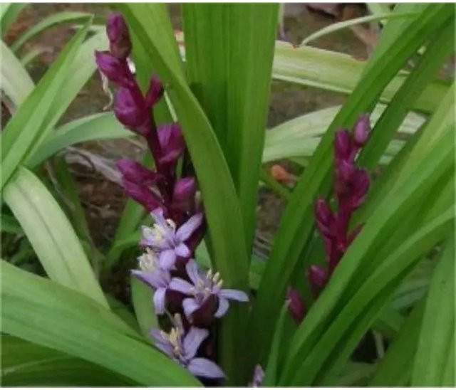Reineckea carnea mehrjährige Gartenpflanze für den Außenbereich - Bild 1