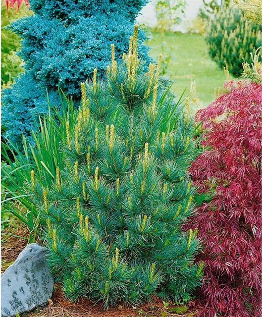 Westerstede Zirbelkiefer Pinus Cembra Immergrüner Nadelbaum in Grün und Blau, Höhe: 300 cm - Bild 1