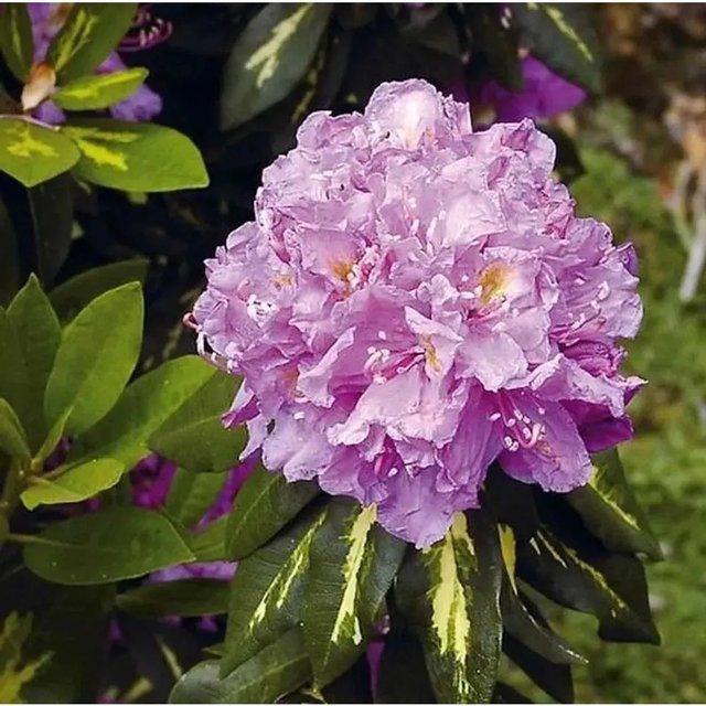 Großblumiger Rhododendron Goldflimmer Alpenrose in Lila, Höhe: 50-60 cm - Bild 1