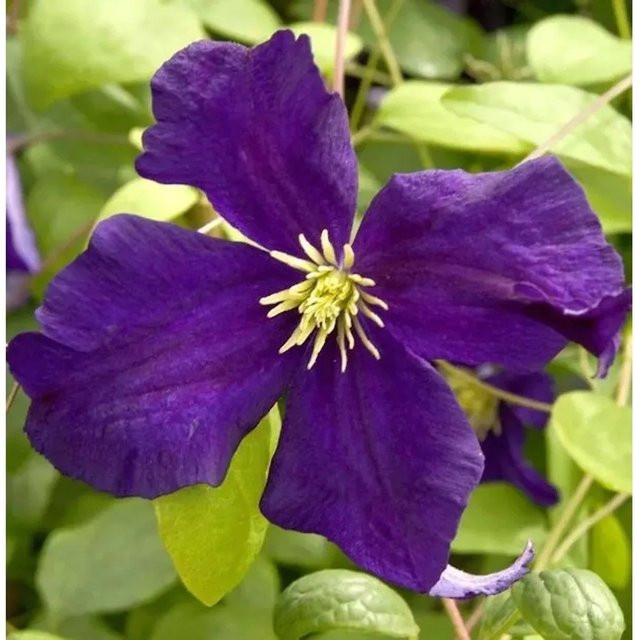 Clematis viticella Blue Belle Waldrebe in Blau und Violett von Nr-01.de - Bild 1