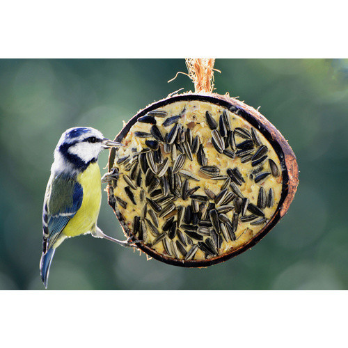 DOBAR Vogelfutter gefüllte Kokosnuss-Hälften, 2000 g - Bild 2