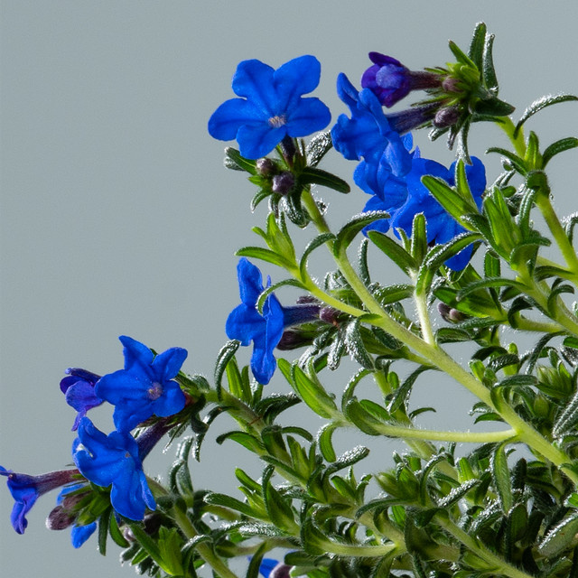 BLUME2000 Lithodora diffusa Bodendecker für Steingärten, 3 Stück - Bild 1