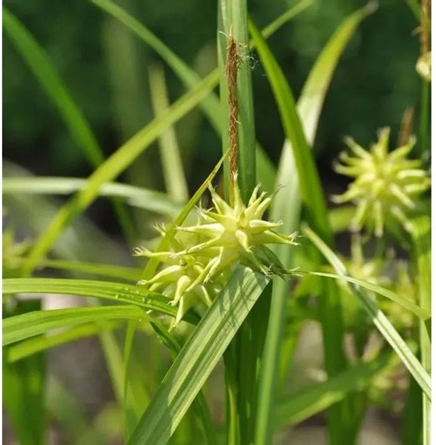 Carex Maxigold Morgensternsegge im Topf, gold-grüne Staude für Garten und Teichrand - Bild 1