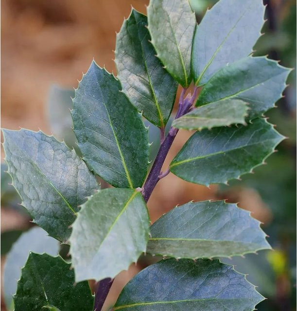 Stechpalme Ilex meserveae Heckenblau von Nr-01.de als Heckenpflanze in Blau und Grün - Bild 1