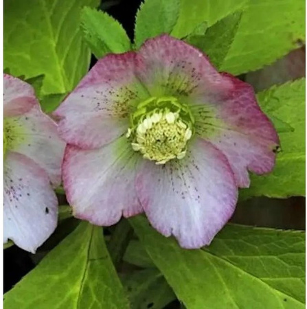 Christrose Lenzrose Pink Lady Helleborus orientalis in Pink