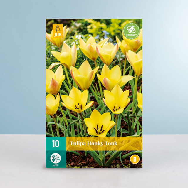 Botanische Tulpe HonkyTonk von BLUME2000 mit 10 Zwiebeln - Bild 1