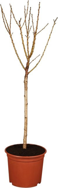 GROW by OBI Bio Schattenmorellen-Sauerkirsche Obstbaum im 7l Topf, Höhe: 120-140 cm - Bild 1