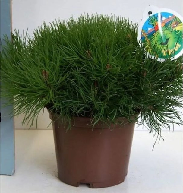 Zwerg Bergkiefer Typ Tirol Pinus mugo von Helmers, grün, für den Garten - Bild 1