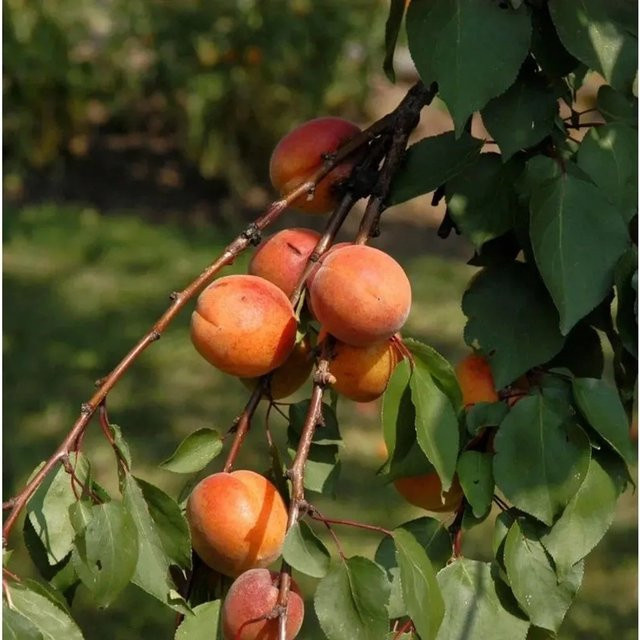 Aprikosenbaum Prunus armeniaca Ungarische Beste von Nr-01.de, Höhe: 60-80 cm - Bild 1
