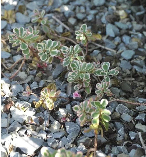 Sedum spurium Kaukasus Asienfetthenne Tricolor Bodendecker von Nr-01.de in Mehrfarbig - Bild 1