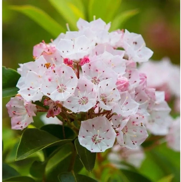 Kalmia angustifolia Weißes Lorbeerröslein Strauch für den Garten - Bild 1