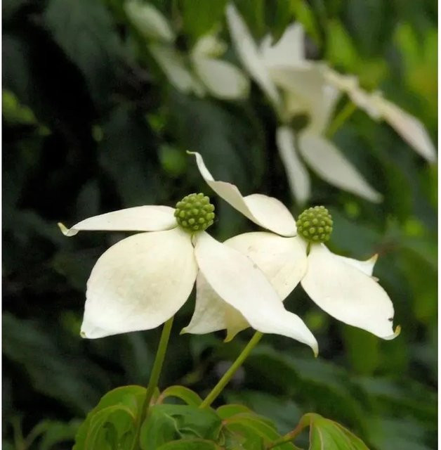 Japanischer Blumenhartriegel Cornus kousa Hochstamm von Nr-01.de mit weißen Blüten, Höhe: 80-100 cm - Bild 1