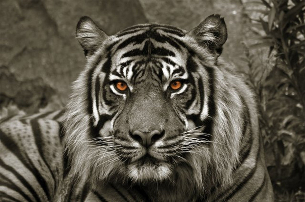 Bönninghoff Keilrahmenbild Tiger Leinwand im Querformat, mehrfarbig, B/H: 118 x 78 cm - Bild 1