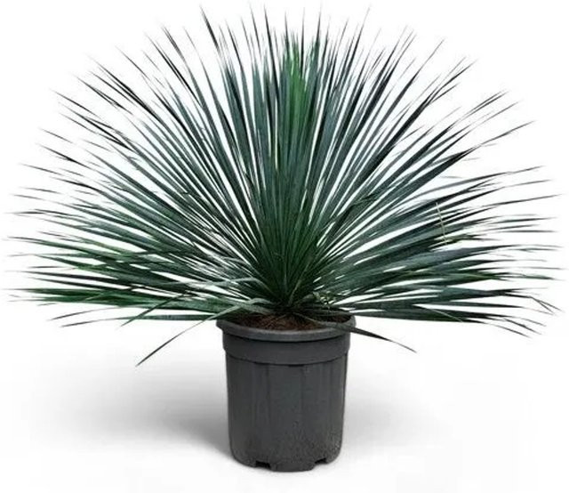 Sunny-Tree Mediterrane Yucca Rostrata Blue Palmlilie, winterharte Pflanze für Garten und Terrasse - Bild 1