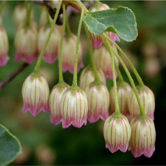 Enkianthus chinensis Chinesische Prachtglocke Strauch in Rot oder Pink - Bild 1