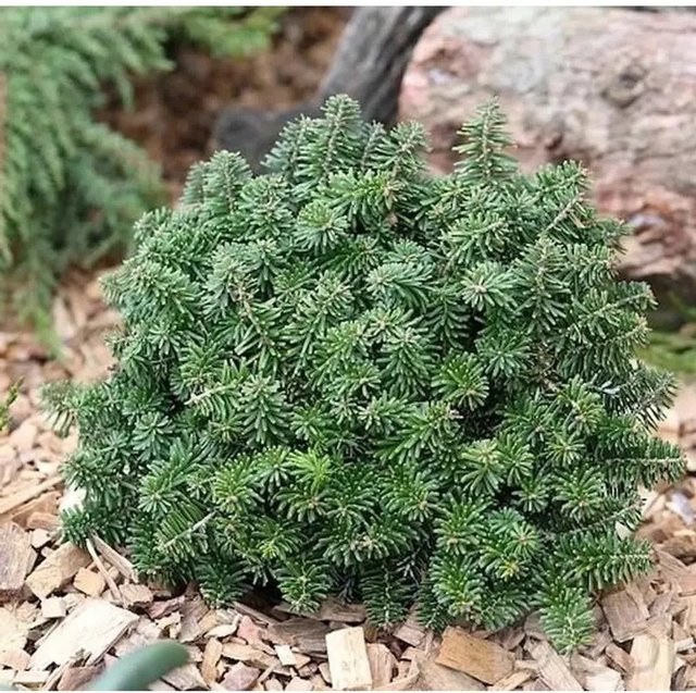 Abies koreana Zwerg Koreatanne Brillant von Nr-01.de, grüne Konifere für Garten und Steingärten, Höhe: 15-20 cm - Bild 1