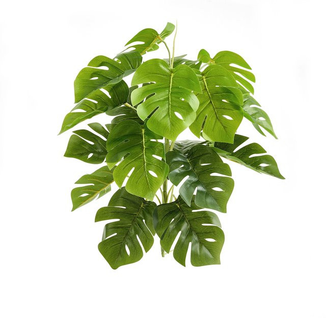 Künstliche Monstera Pflanze von Aplanta in Grün, Höhe: 50 cm - Bild 1