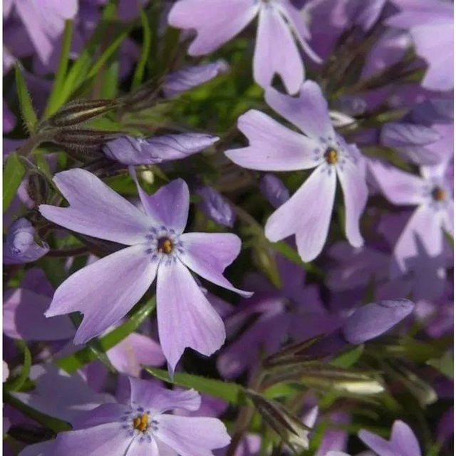 Phlox subulata Polsterphlox als Bodendecker für den Garten im Topf - Bild 1