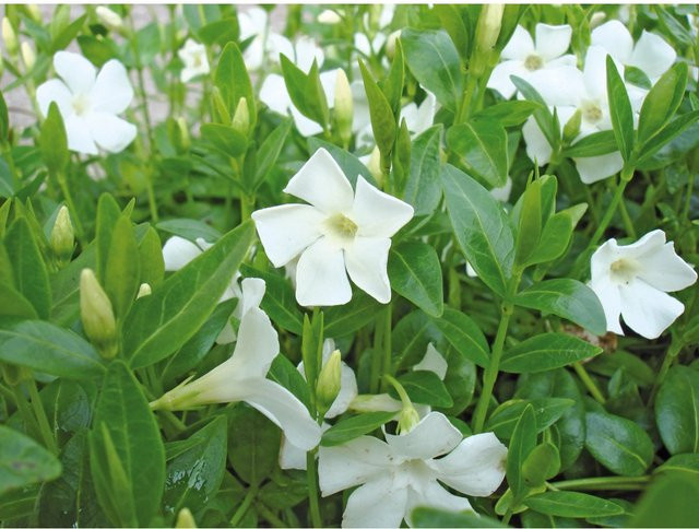 Vinca minor Helix Immergrün Alba Weiß Bodendecker in Topf mit Ø 9 cm - Bild 1