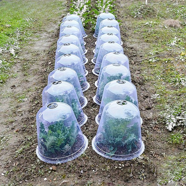 10 Stück transparente Kunststoff-Pflanzenschutz-Feuchtigkeitskuppeln als wiederverwendbarer Gartenschutz für dein Gemüse zur Abwehr von Insekten und Vögeln - Bild 1