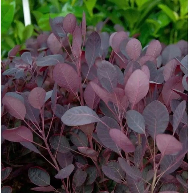 Cotinus coggygria Perückenstrauch Lilla Gartenpflanze, Höhe: 20-30 cm - Bild 1