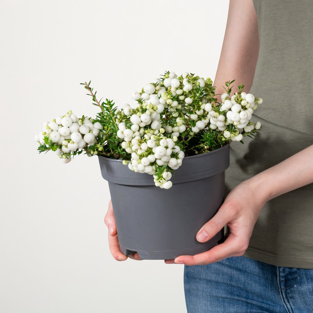 Pernettya mucronata Torfmyrthe von BLUME2000 in Weiß für Balkon und Beete - Bild 1