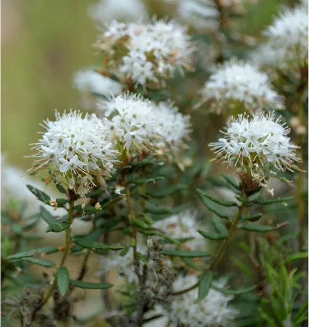 Sumpfporst Ledum palustre Strauch von Nr-01.de, Höhe: 30-40 cm - Bild 1