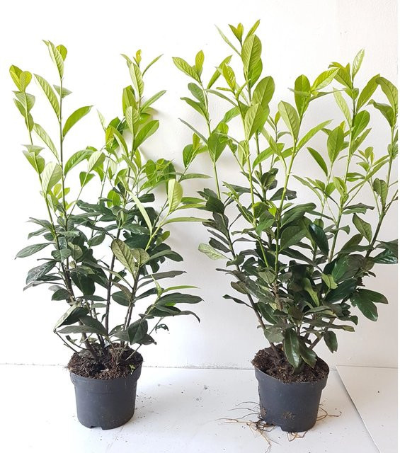 10 Kirschlorbeer-Pflanzen Prunus Novita von Pflanzen-Boering, Höhe: 80-100 cm, grün - Bild 1