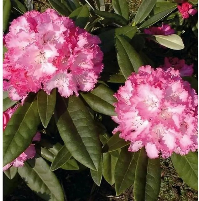 Rhododendron Arabella Hochstamm Alpenrose in Pink von Nr-01.de - Bild 1