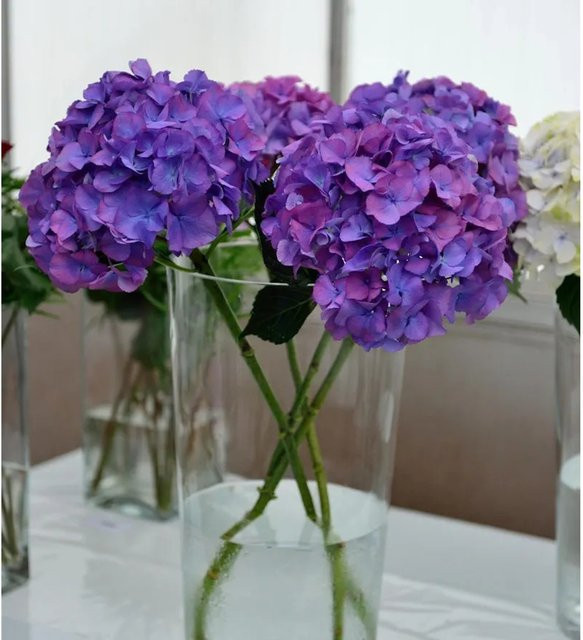 Bauernhortensie Jip Blue Hydrangea macrophylla in Blau von Die Nr-01.de - Bild 1
