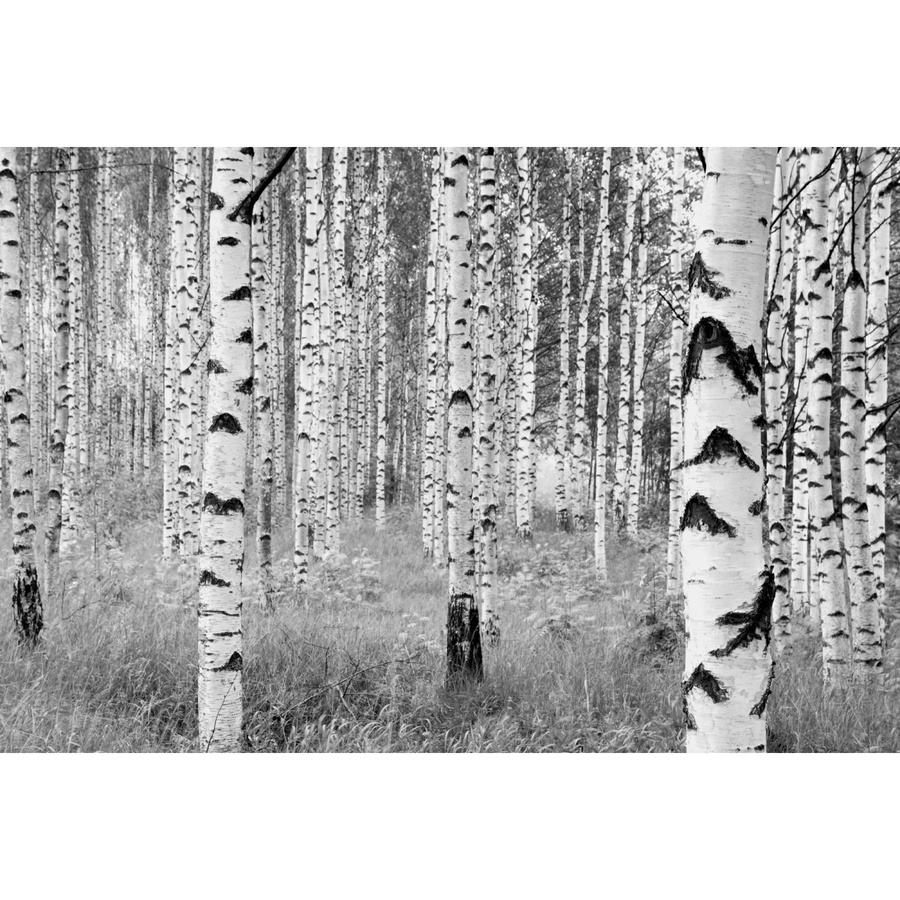 Komar Vliesfototapete Woods in Weiß, Schwarz und Grau B: 368 cm, H: 248 cm - Bild 2