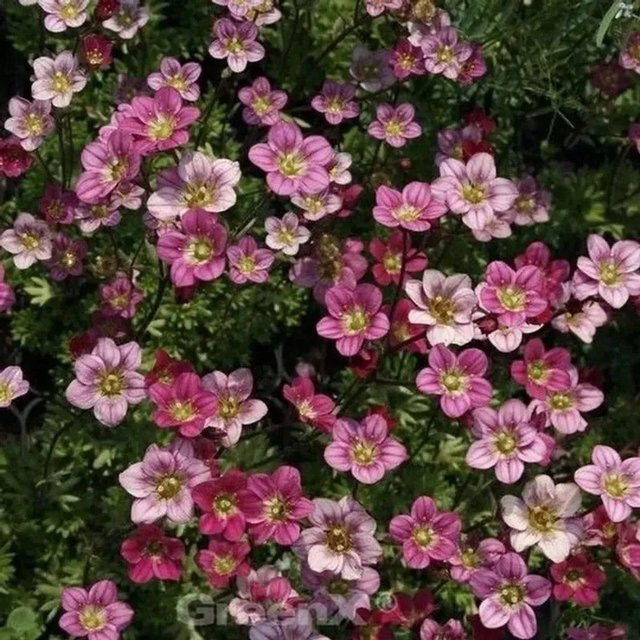 Saxifraga arendsii Moossteinbrech Silver Cushion als mehrjährige Pflanze für Beeteinfassungen und Grabbepflanzungen - Bild 1