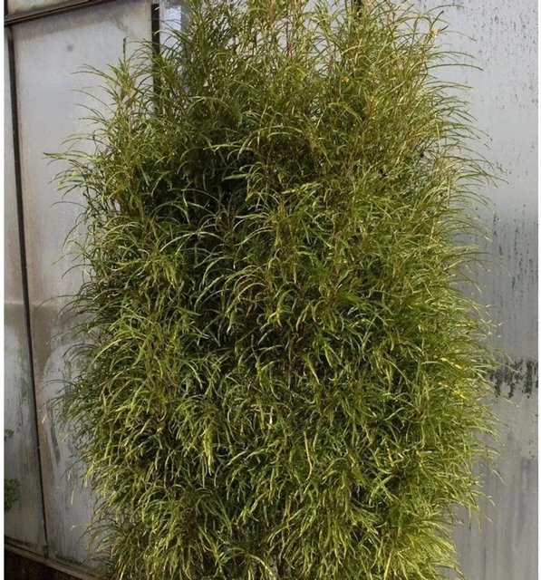 Ron Williams Farnblättriger Faulbaum Rhamnus frangula Pulverholz, grün, Höhe: 60-80 cm - Bild 1