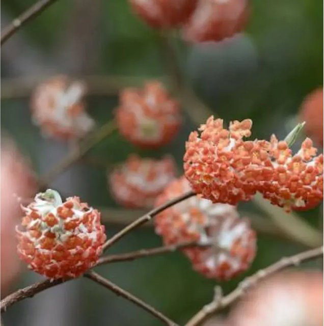 Edgeworthia chrysantha Japanischer Papierbusch Red Dragon, Blütenstrauch mit gelblich-weißen Blüten, Höhe: 30-40 cm - Bild 1