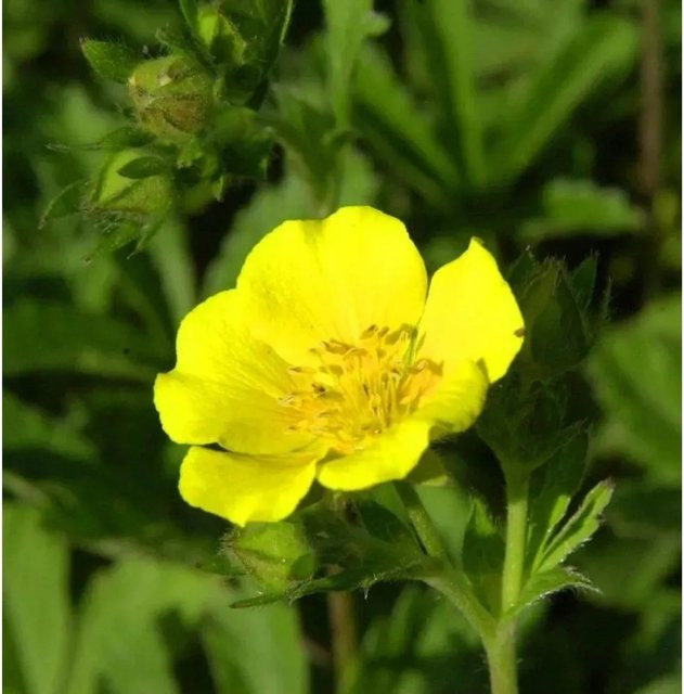 Gold Fingerkraut Potentilla aurea gelbe Staude als Bodendecker für Steingarten und Naturgarten - Bild 1
