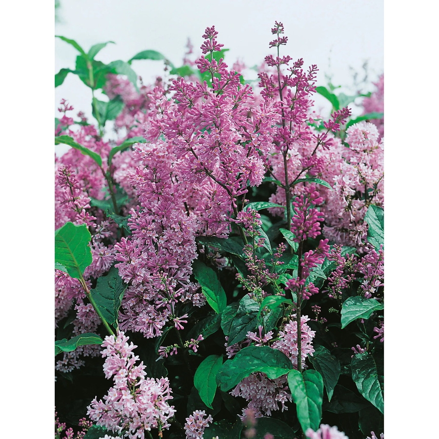 OBI Amerikanischer Flieder Syringa x prestoniae Violett im Topf, Höhe: 40 - 50 cm - Bild 2