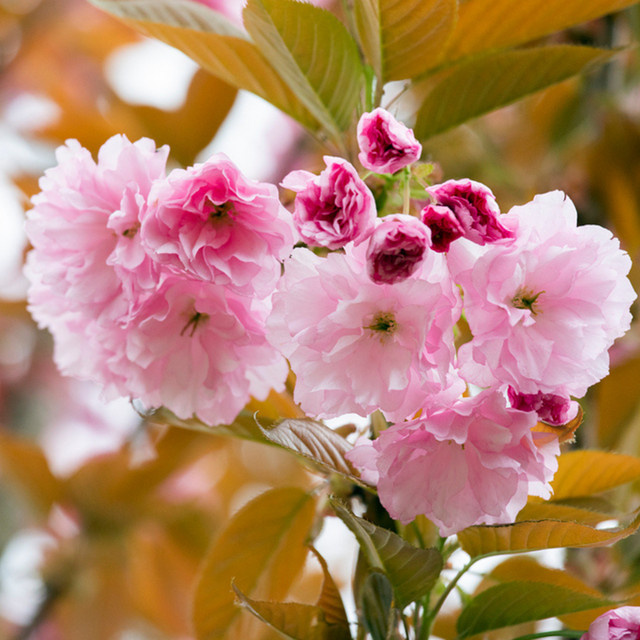 Japanische Blütenkirsche Prunus Kanzan in Rosa vom Mein schöner Garten Shop - Bild 1