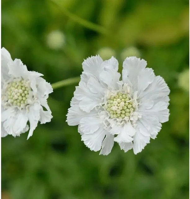 Scabiosa caucasica Kaukasus Skabiose Miss Willmott von Nr-01.de als mehrjährige Beet- und Schnittblumenpflanze - Bild 1
