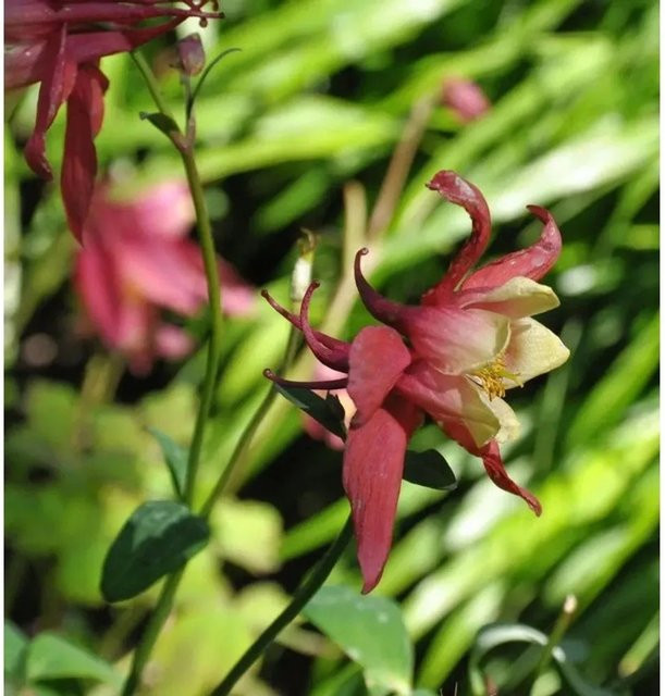 Garten-Akelei Aquilegia vularis Winky in Rot-Weiß als mehrjährige Pflanze - Bild 1